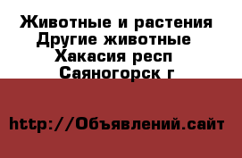 Животные и растения Другие животные. Хакасия респ.,Саяногорск г.